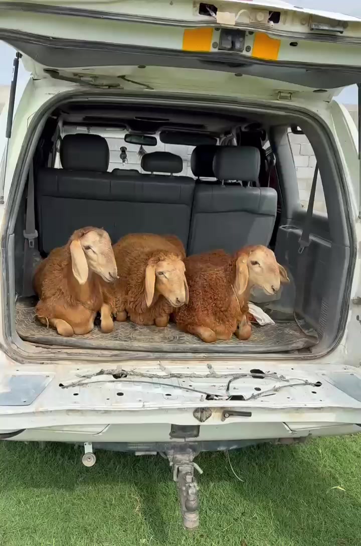 @Рахат