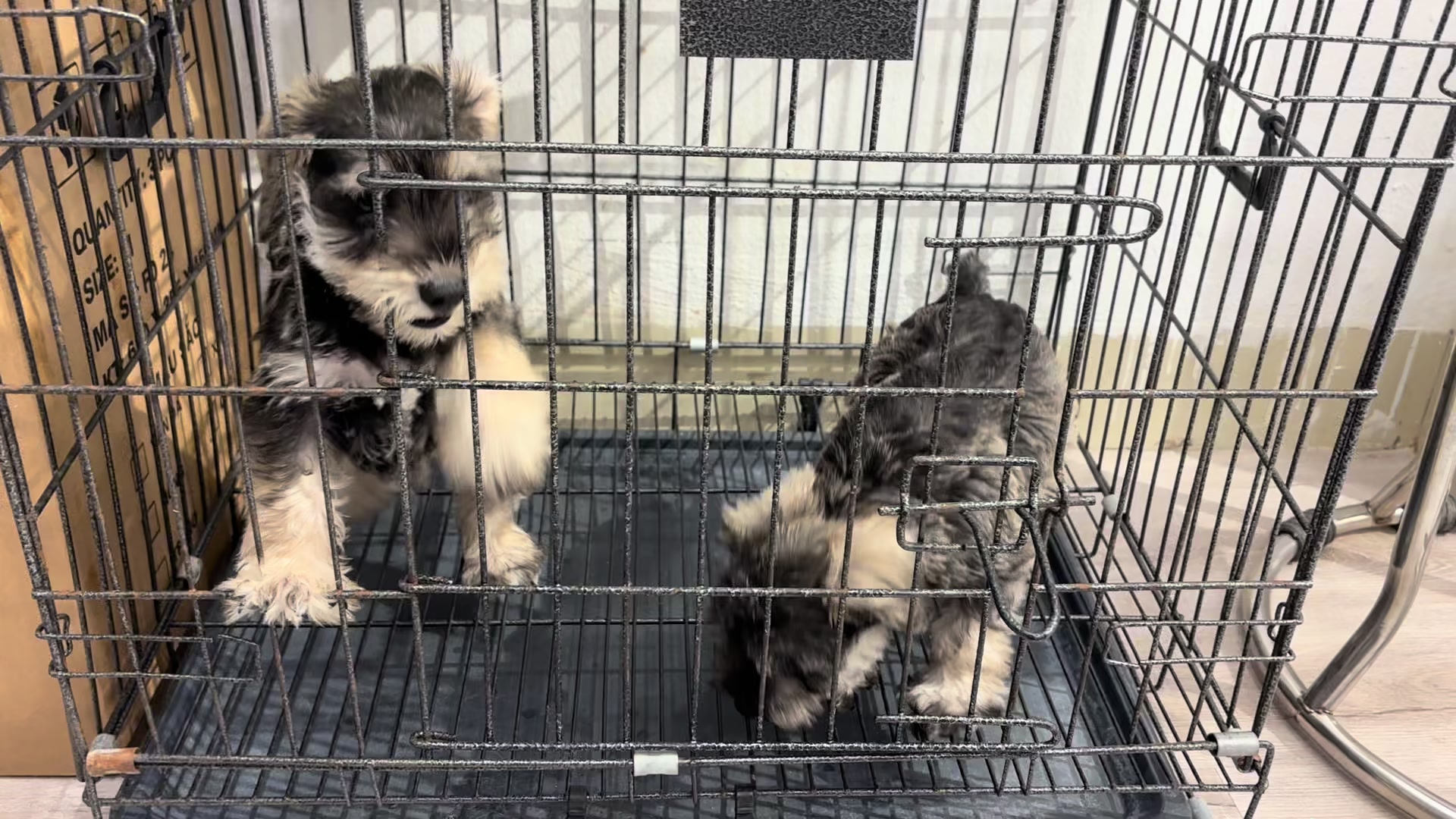 @PetHouse - Thế giới Pet