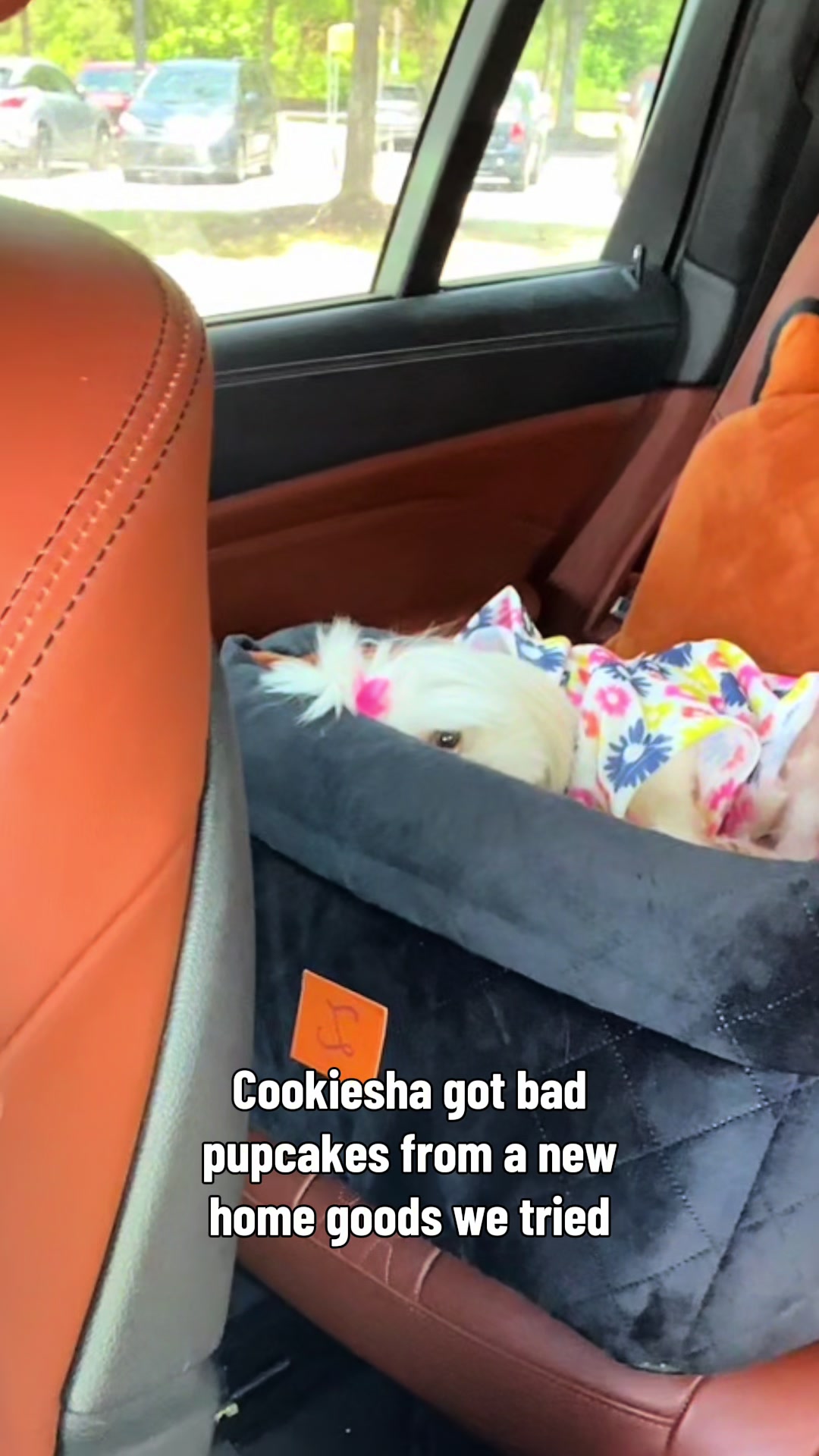 @nitaandcookiesha