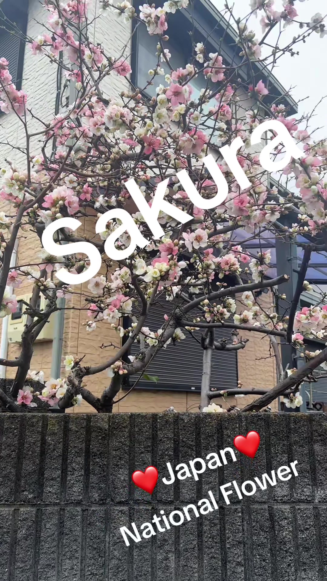 @🌴🤝❤️Happily❤️🤝🌴