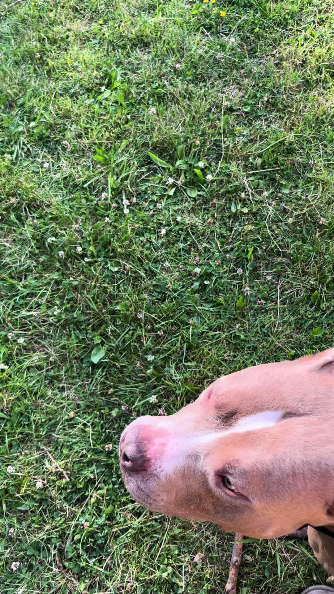 @Jay TheDog Trainer
