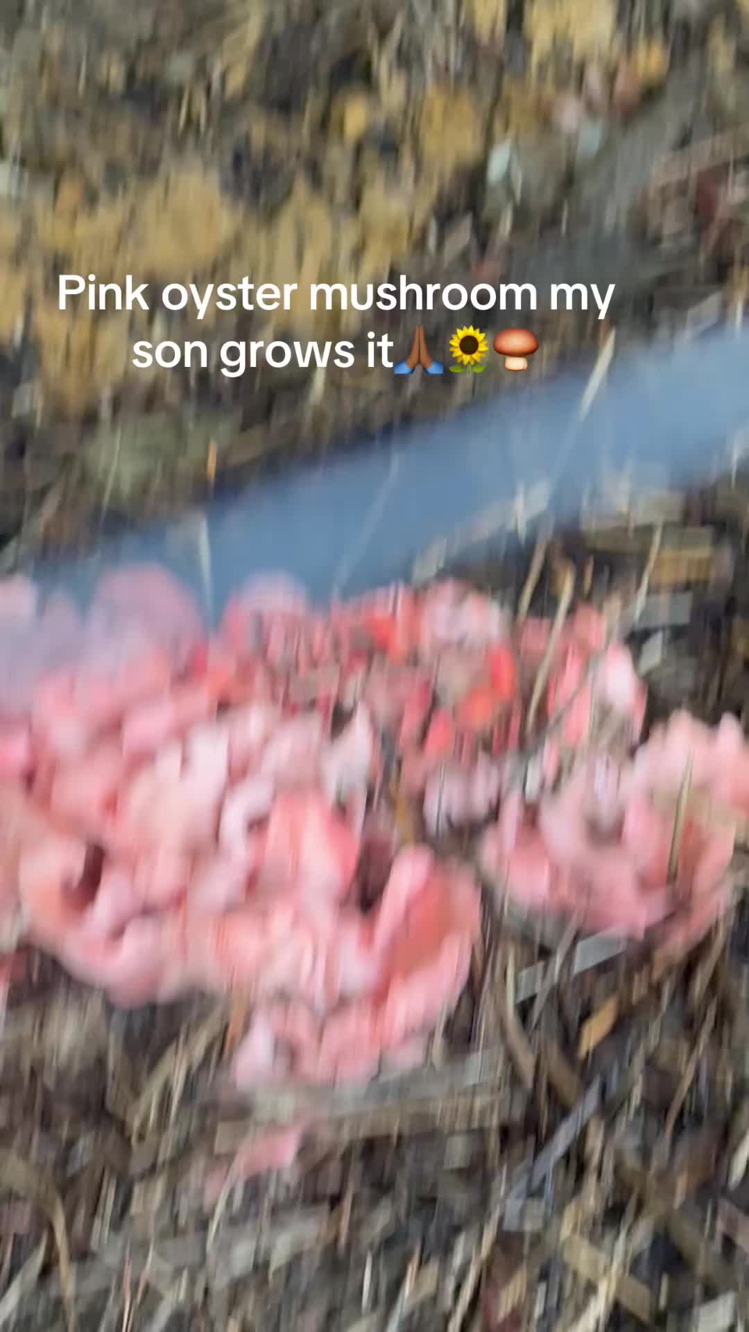 @prettypaulette66