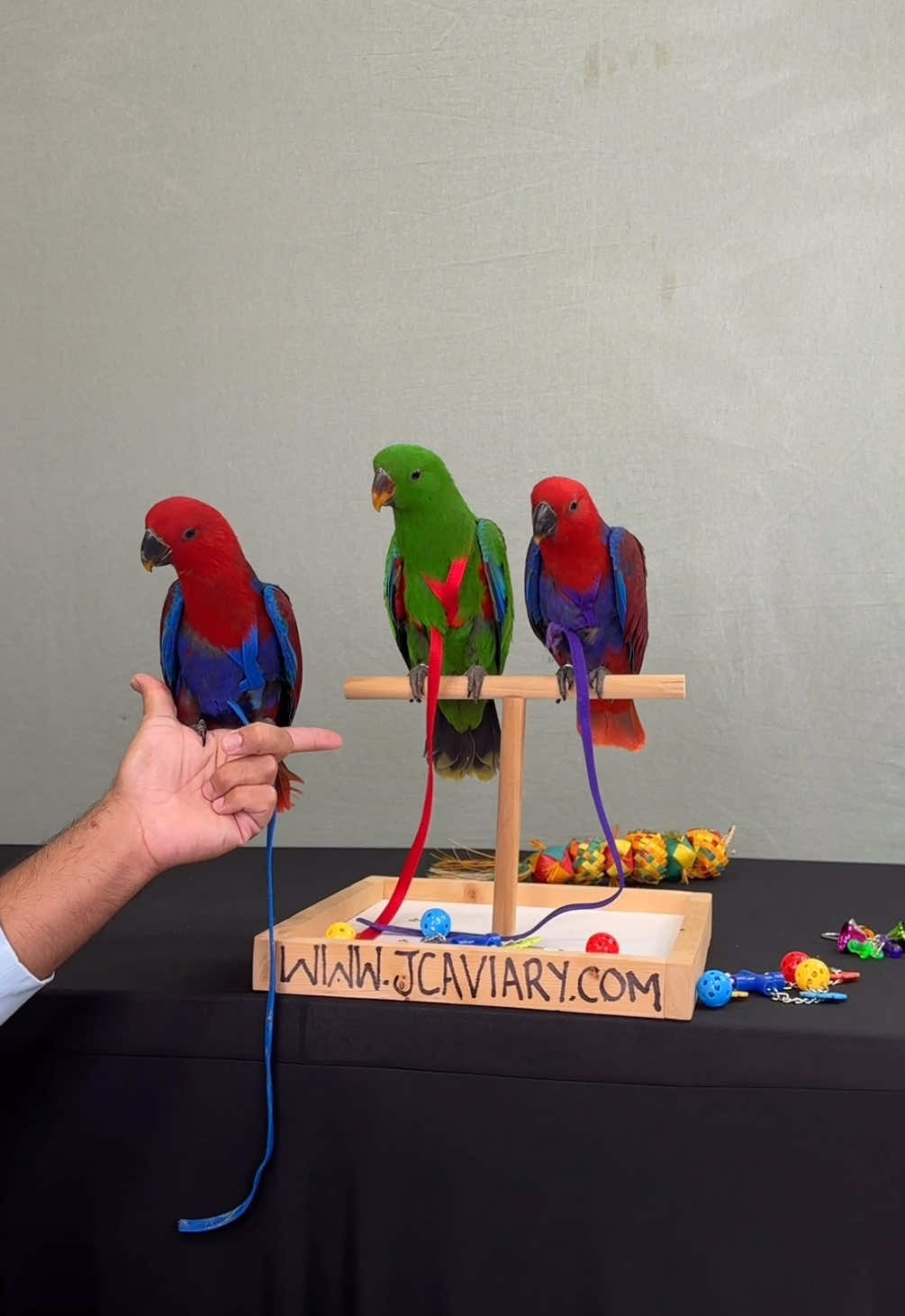 @JC Aviary