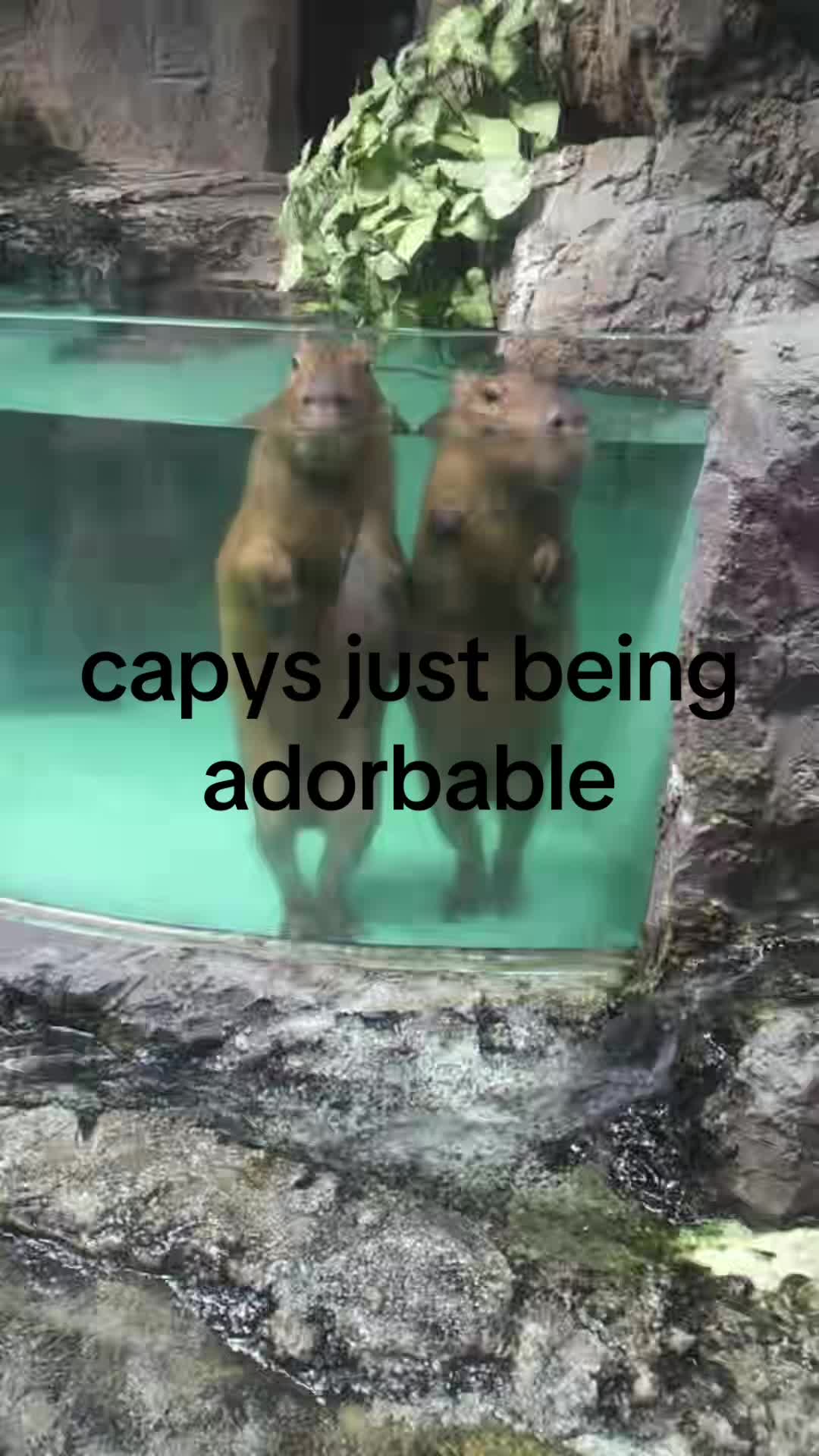 @chilllcapy