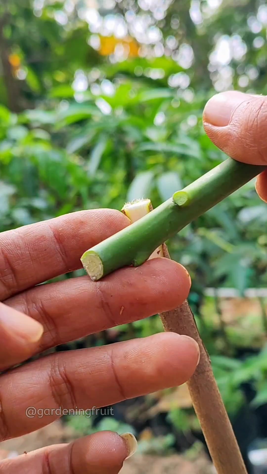 @GardeningFruits