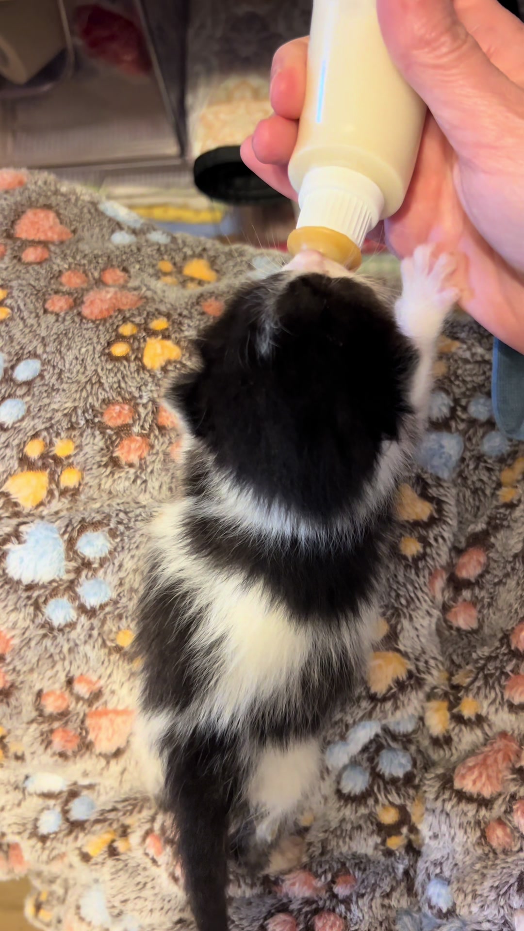 @Kitten.mama