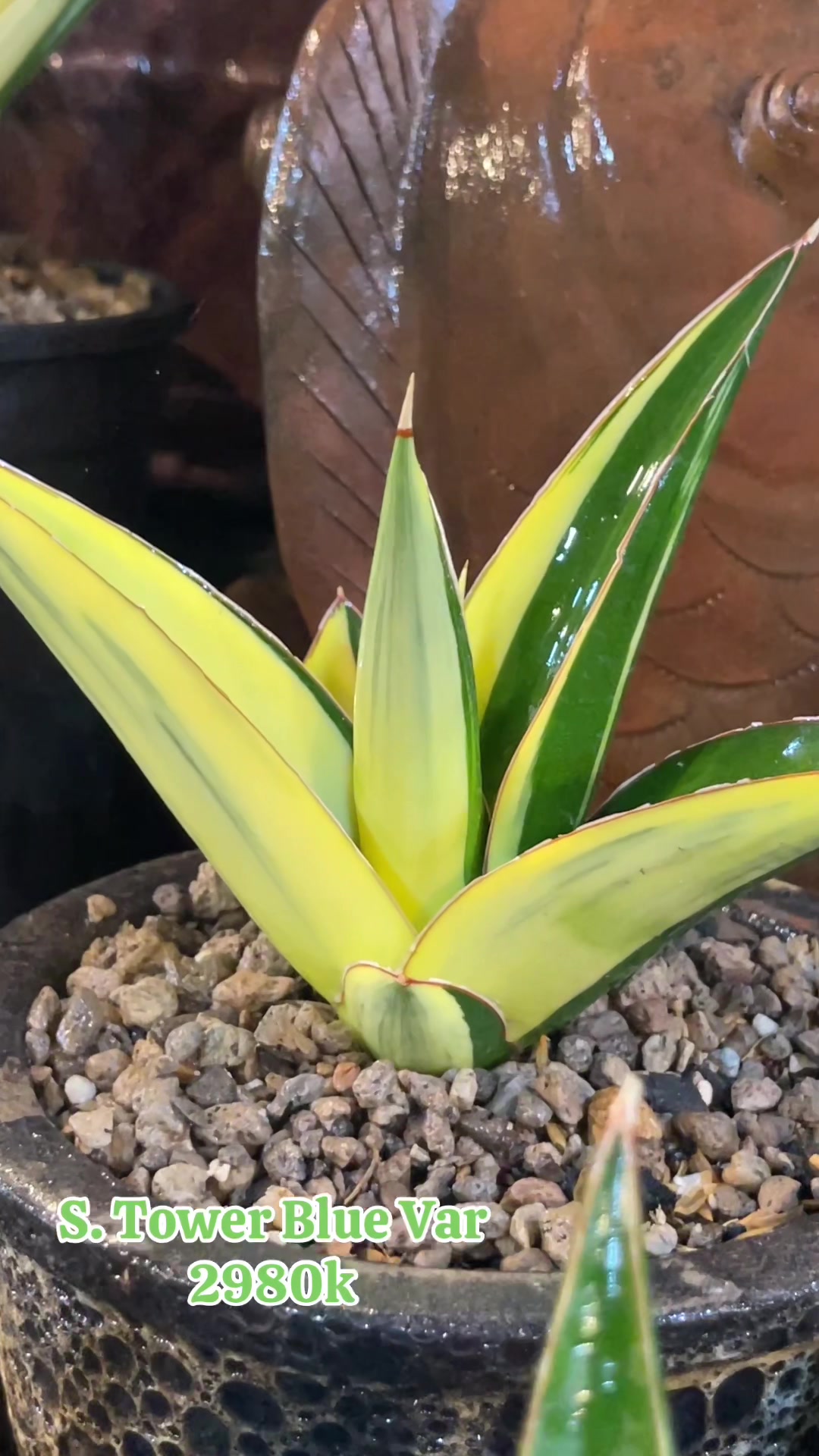 @The Sansevieria Farm