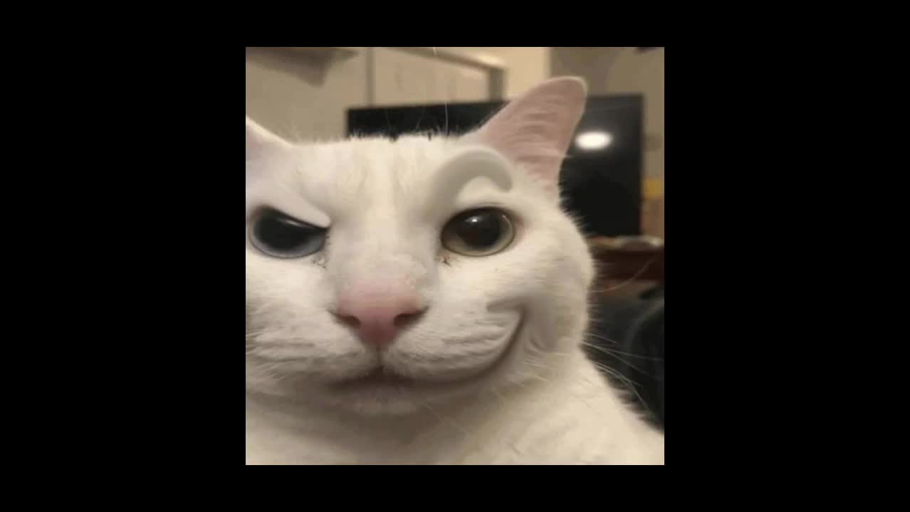 @talking with uncanny cat