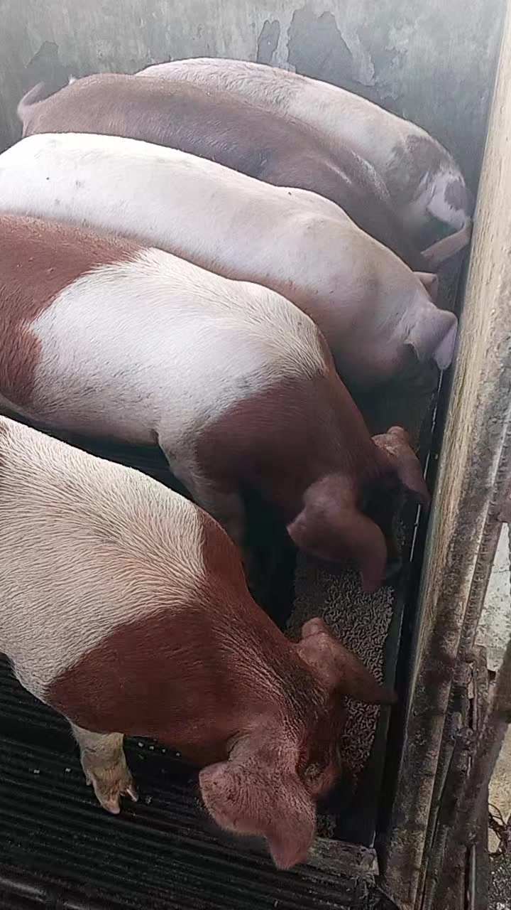 @W4 Pig Farm