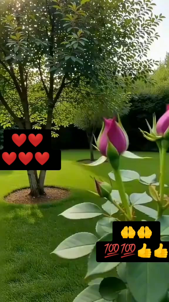 @SalmanSaeed125