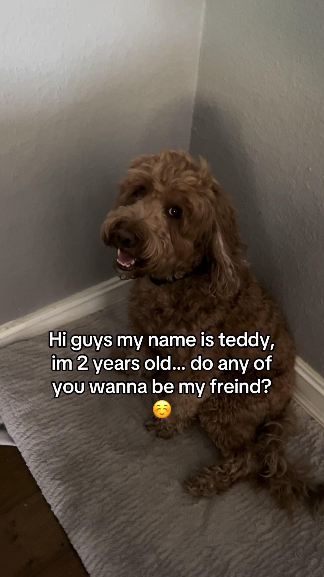 @Goldendoodlelover