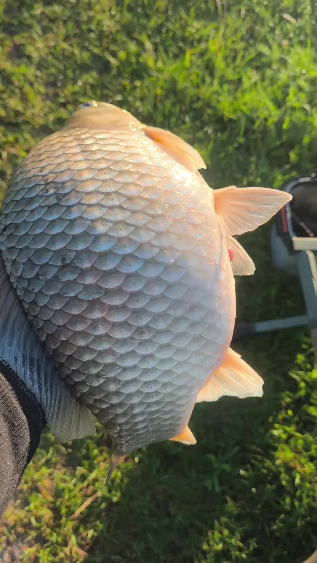 @yuricsolikcarp