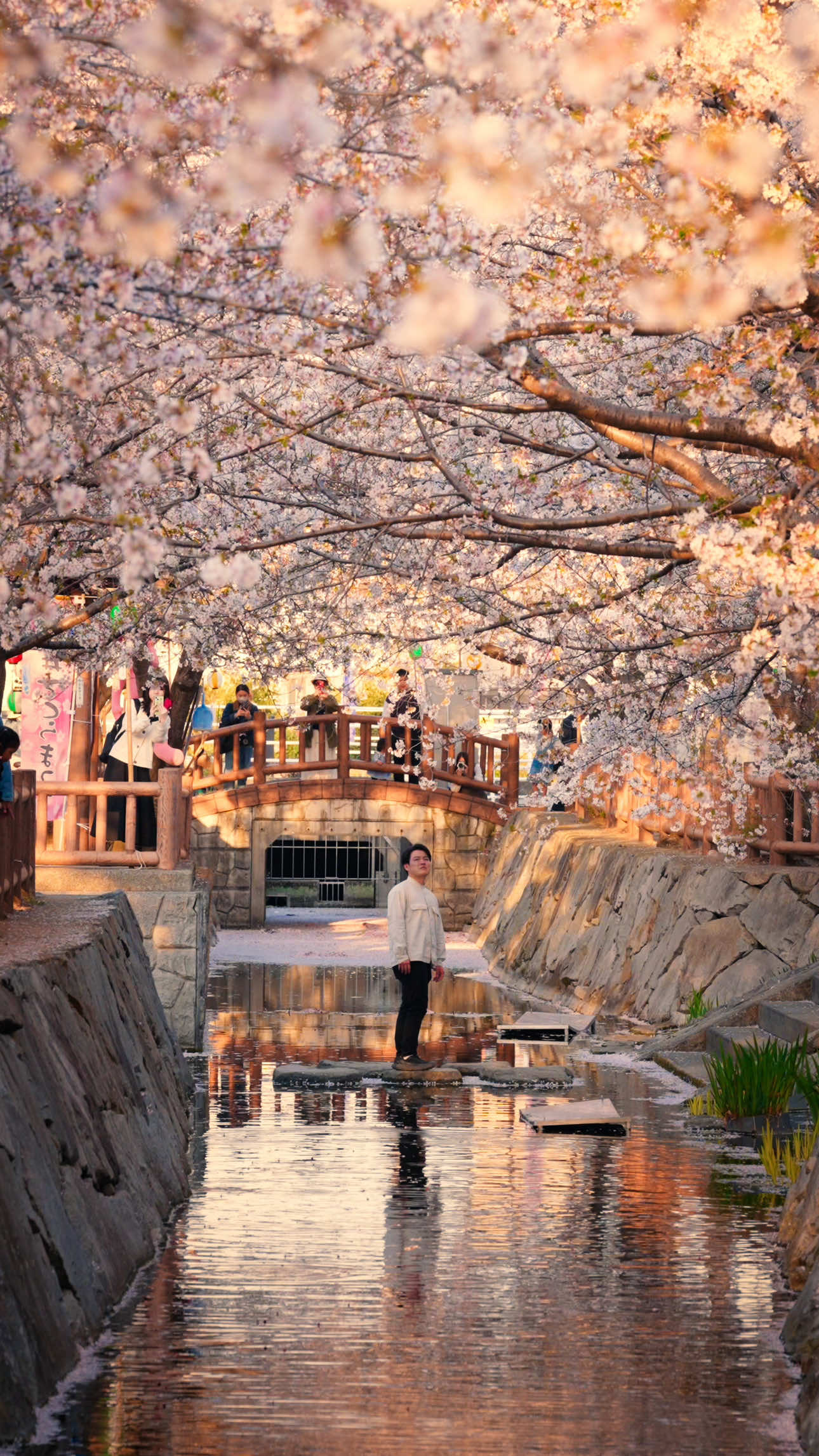 @Cotton | Japan Travel 🇯🇵