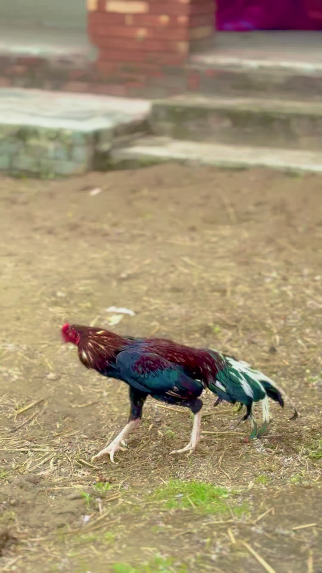 @Aseel 🐓