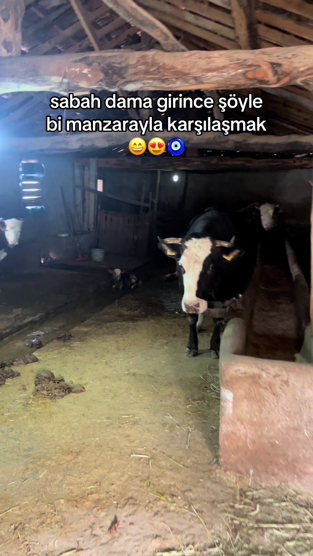 @ÅABAN KOLTKAšļø