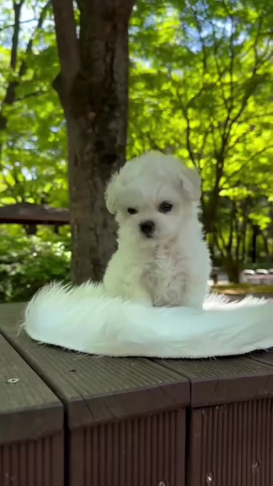 @Teacup puppies