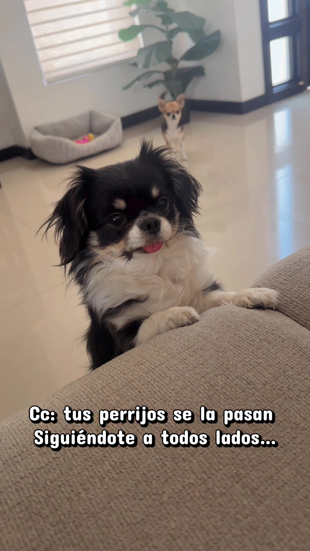 @ruthsantoyopsique