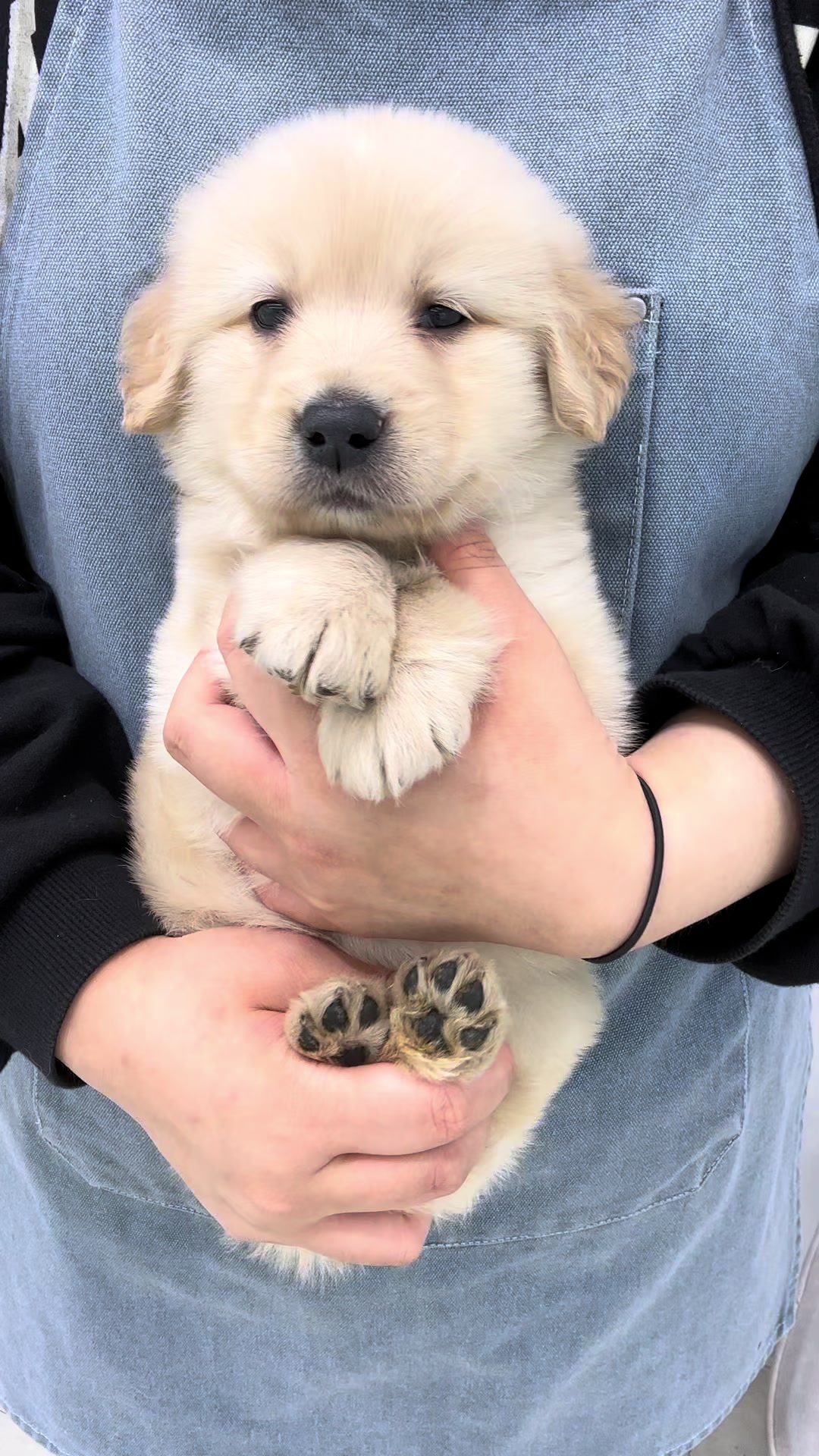 @buddydog222