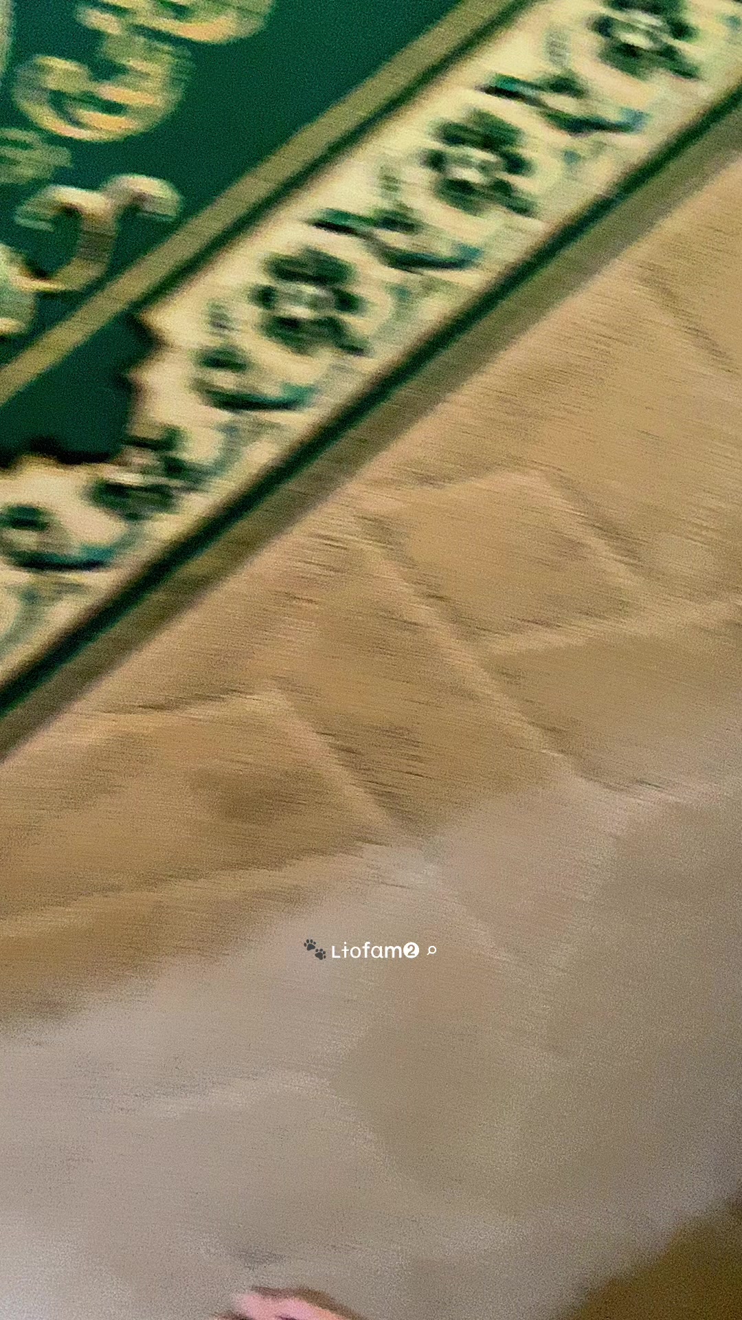 @ʟɨօfαm➋ ⌕ 🐾