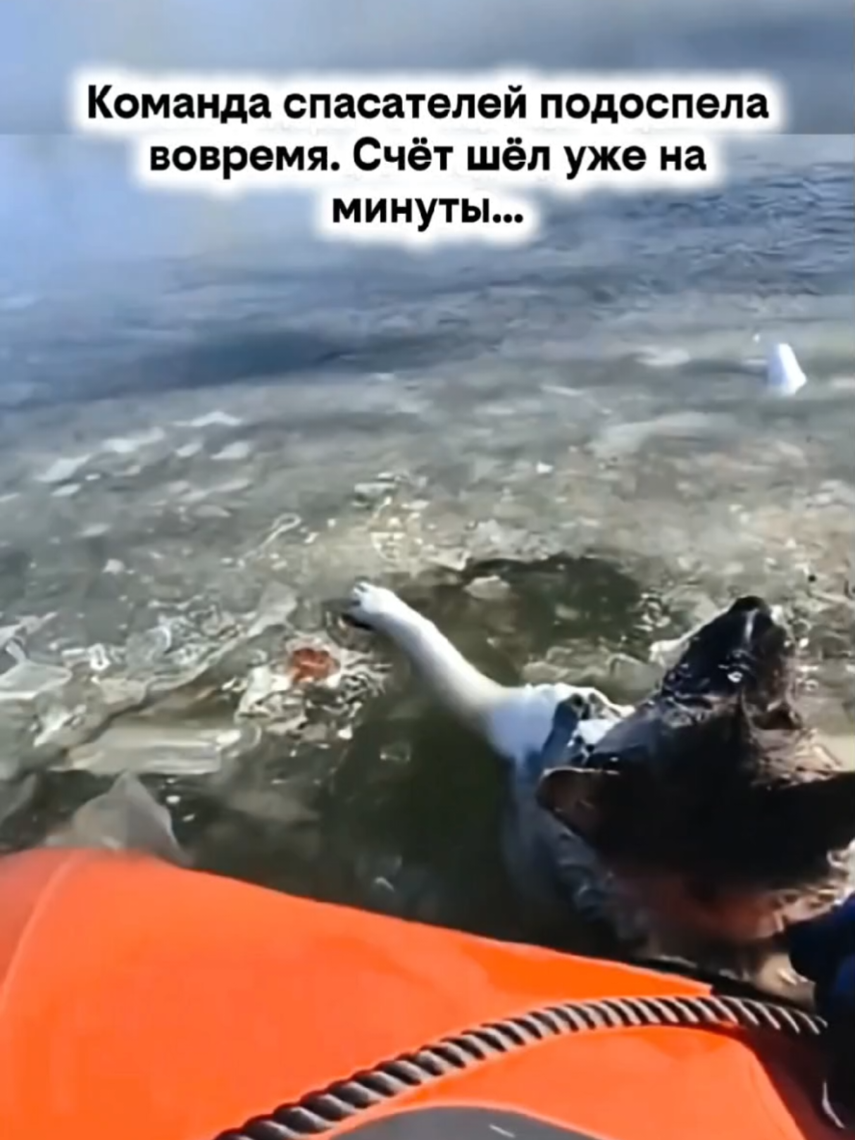 @RescueAnimals Nir