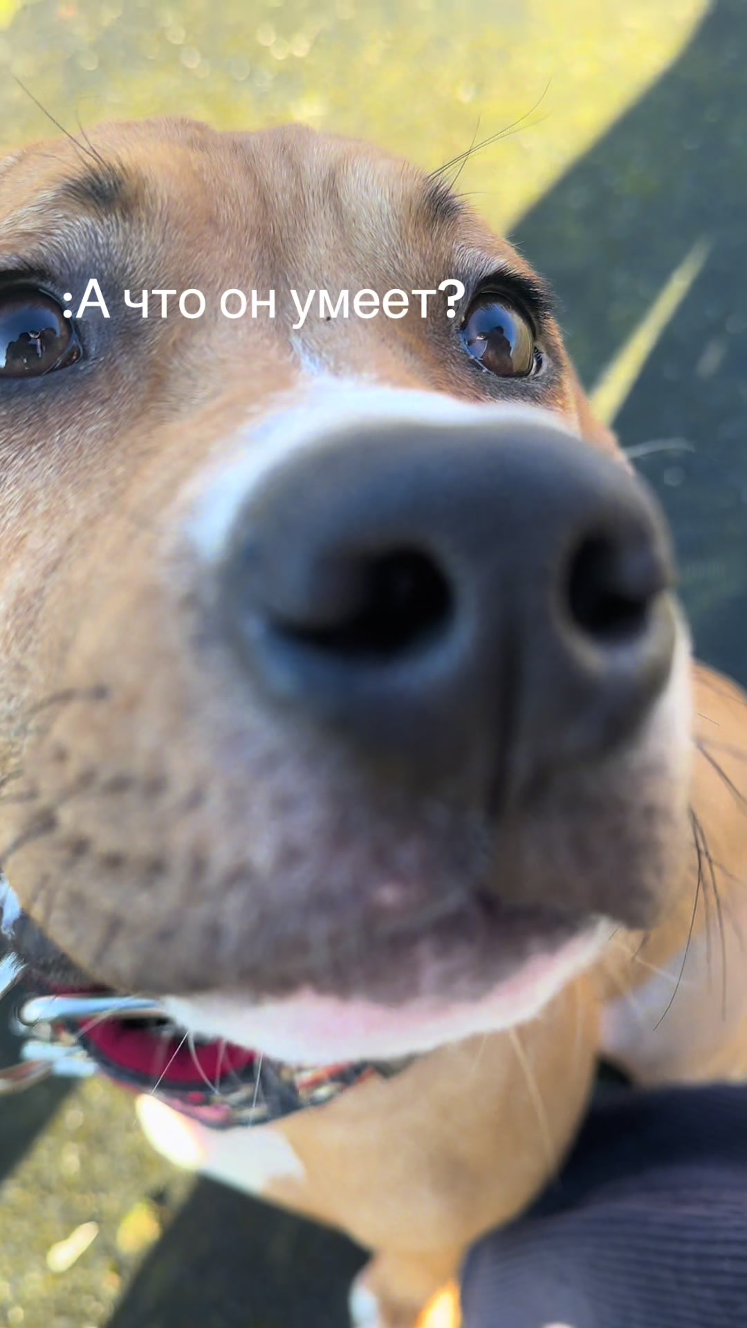 @Fake pit bull