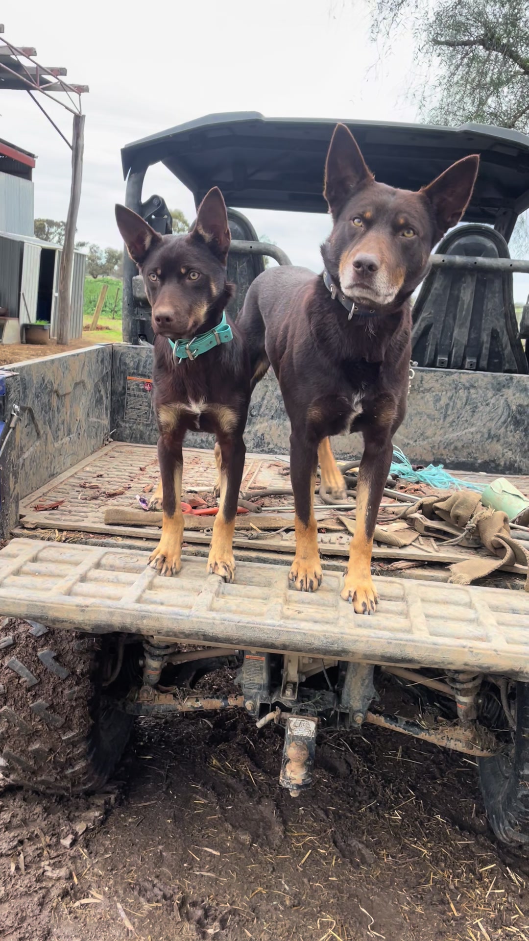@SouthernDreamin Kelpie stud
