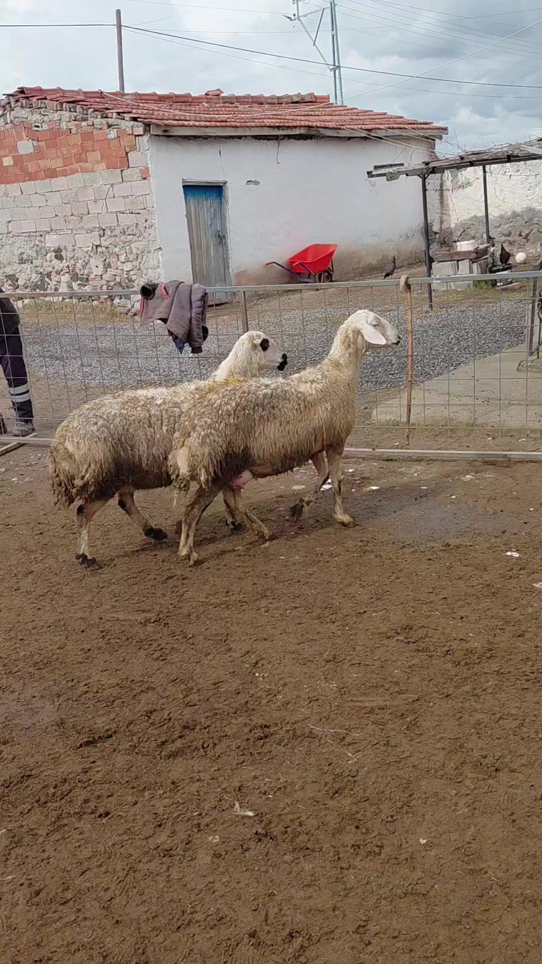 @Ramazan G&uuml;ltekin