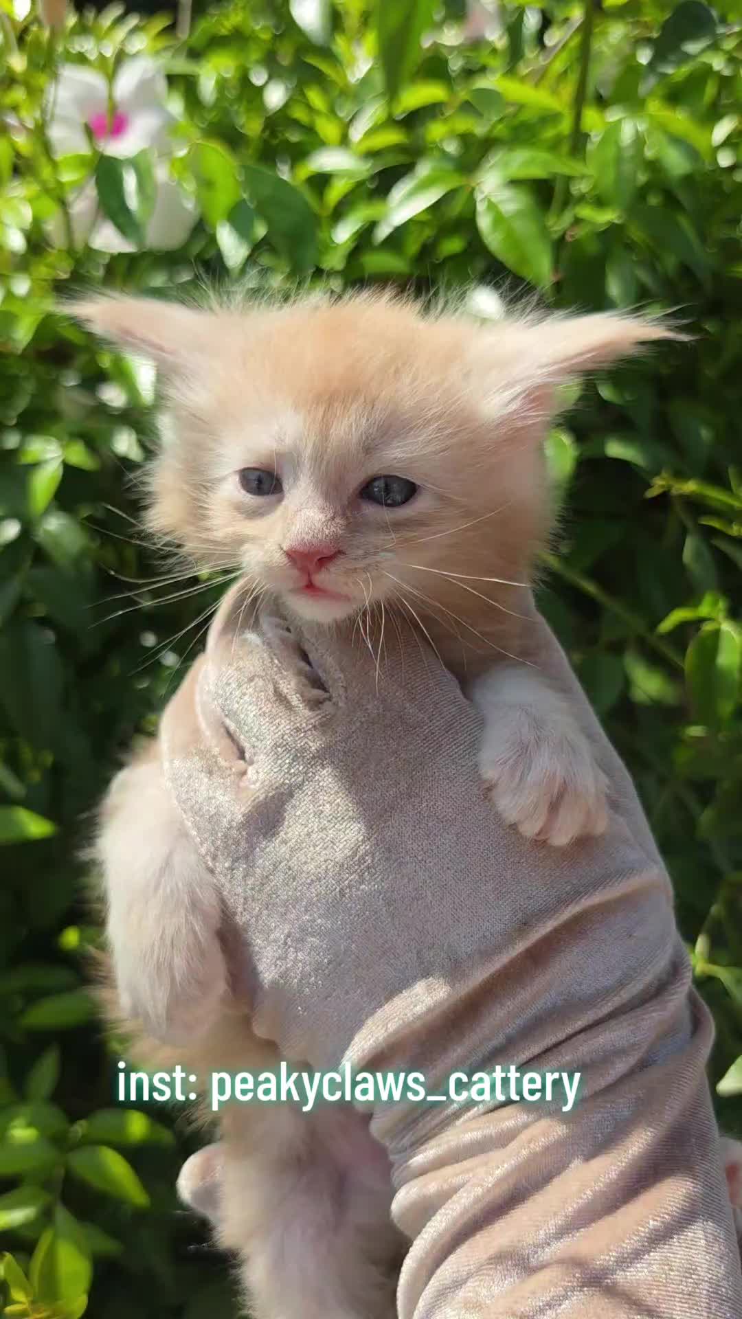 @Peaky Claws Cattery