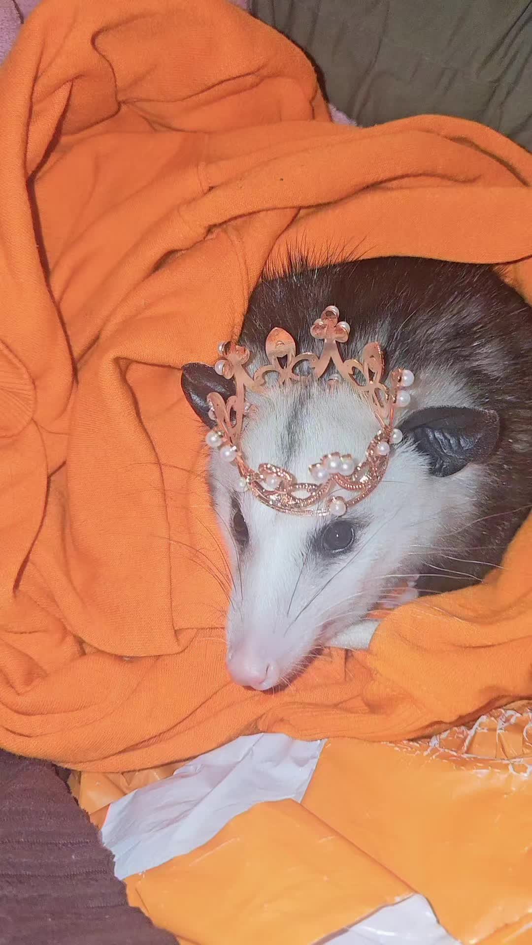 @OPOSSUM/DOG MOMMA Dea