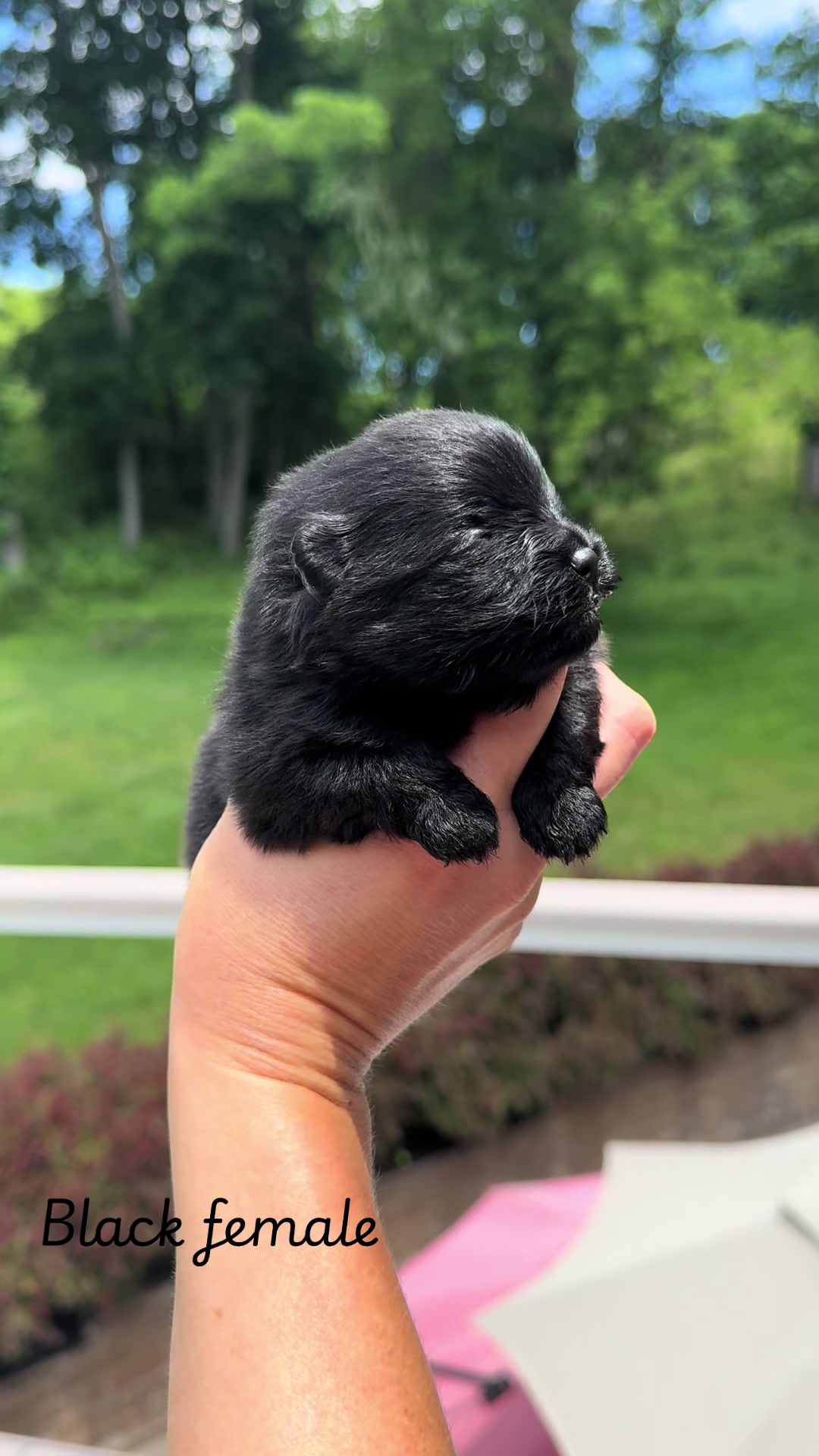 @Fingerlakes Pomeranians