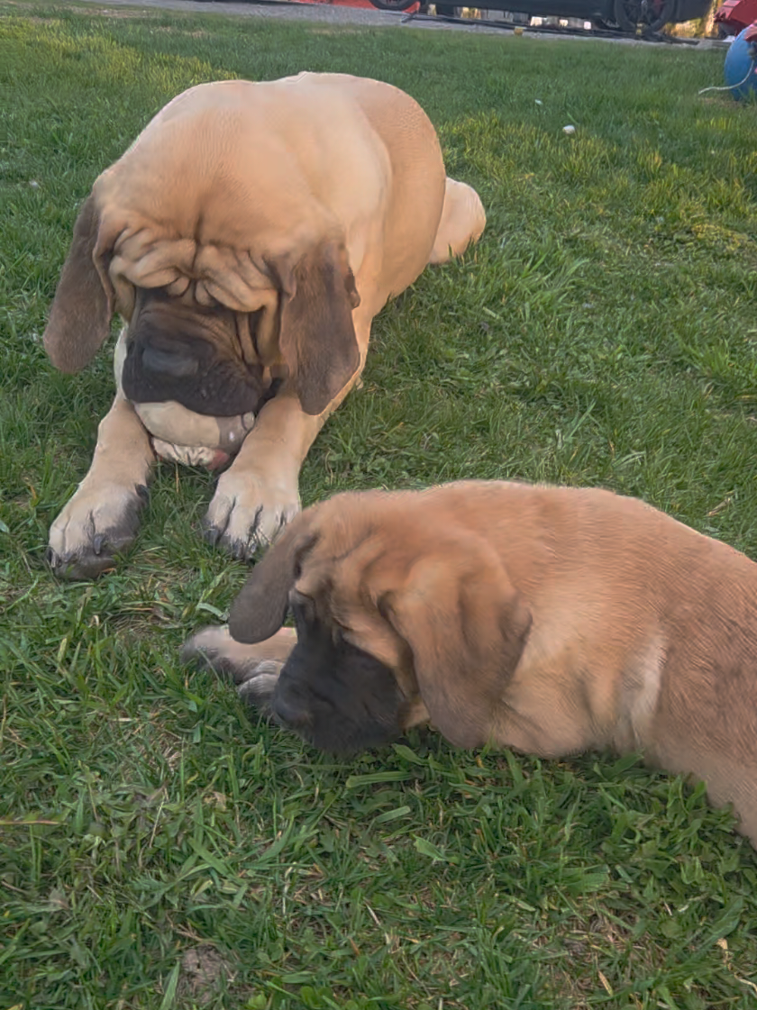@Maple Mastiffs