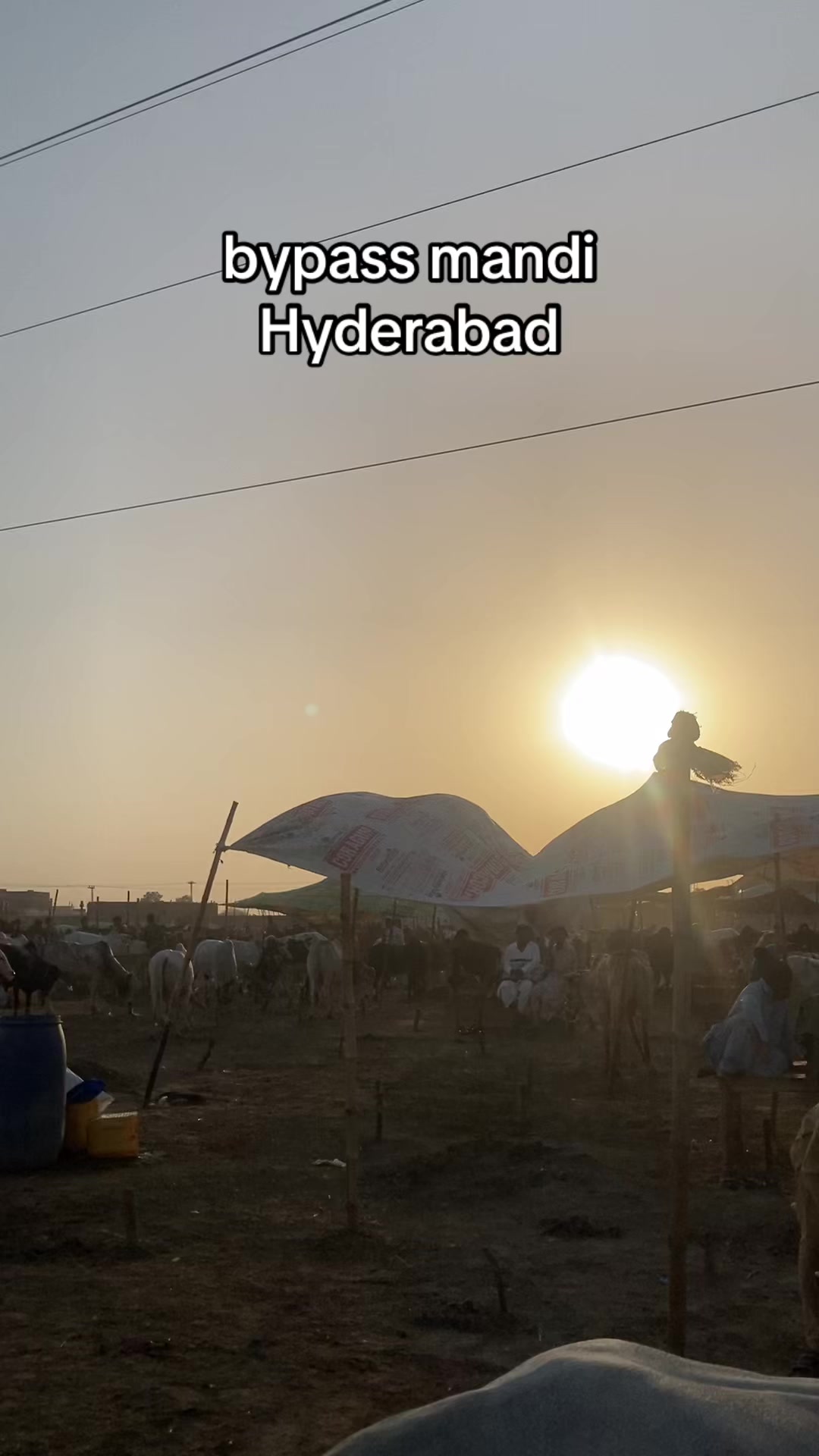 @cattle update Hyderabad