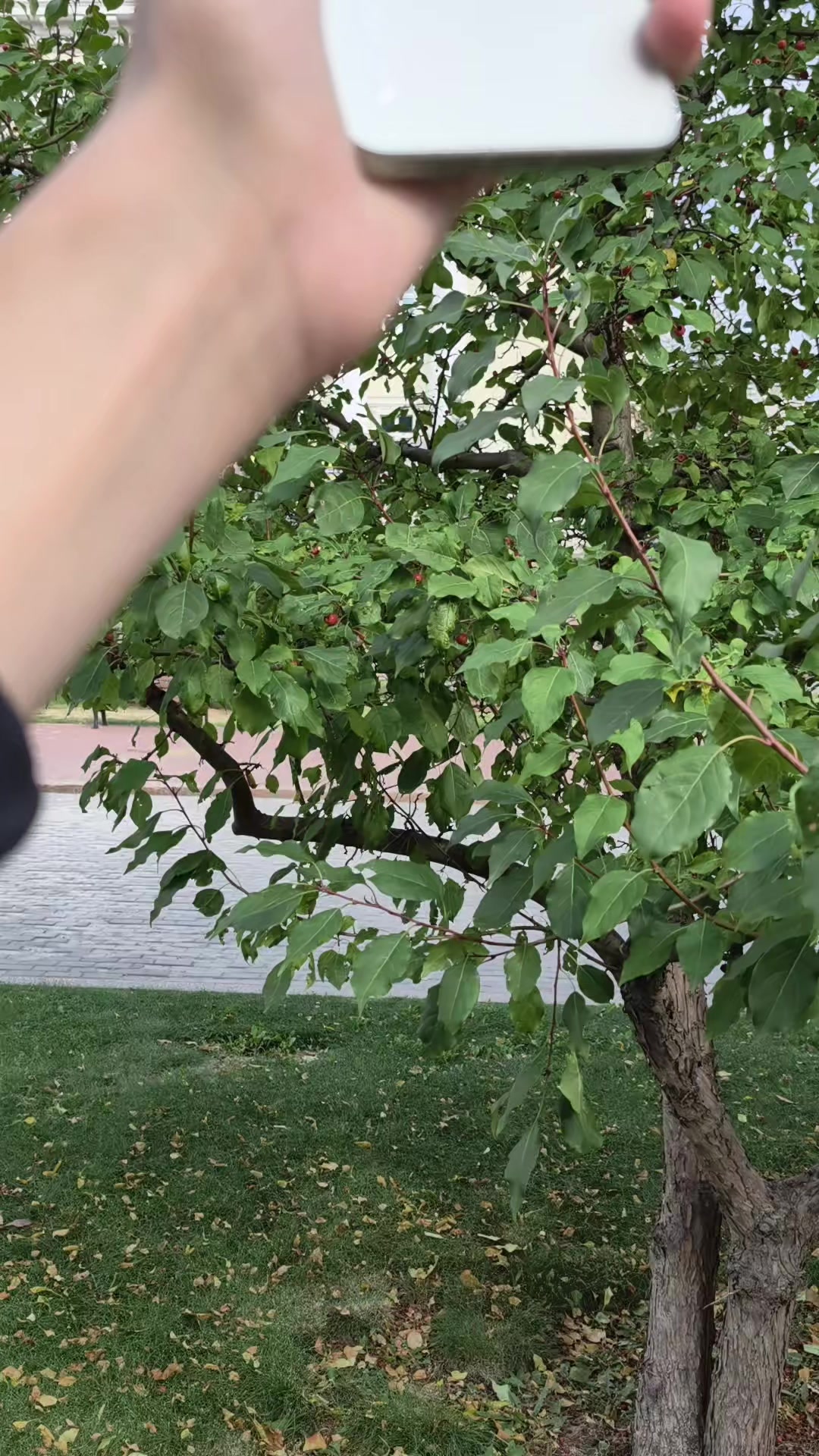 @TheLevAlymov