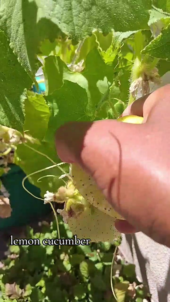 @oakland_garden_gal