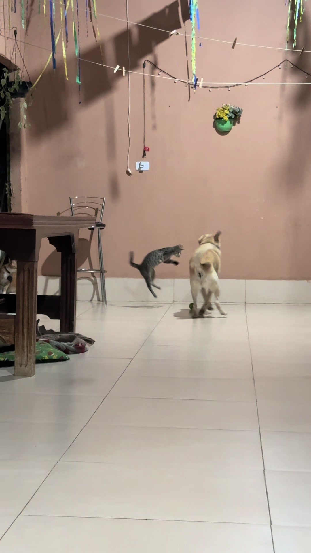 @loheseuspets