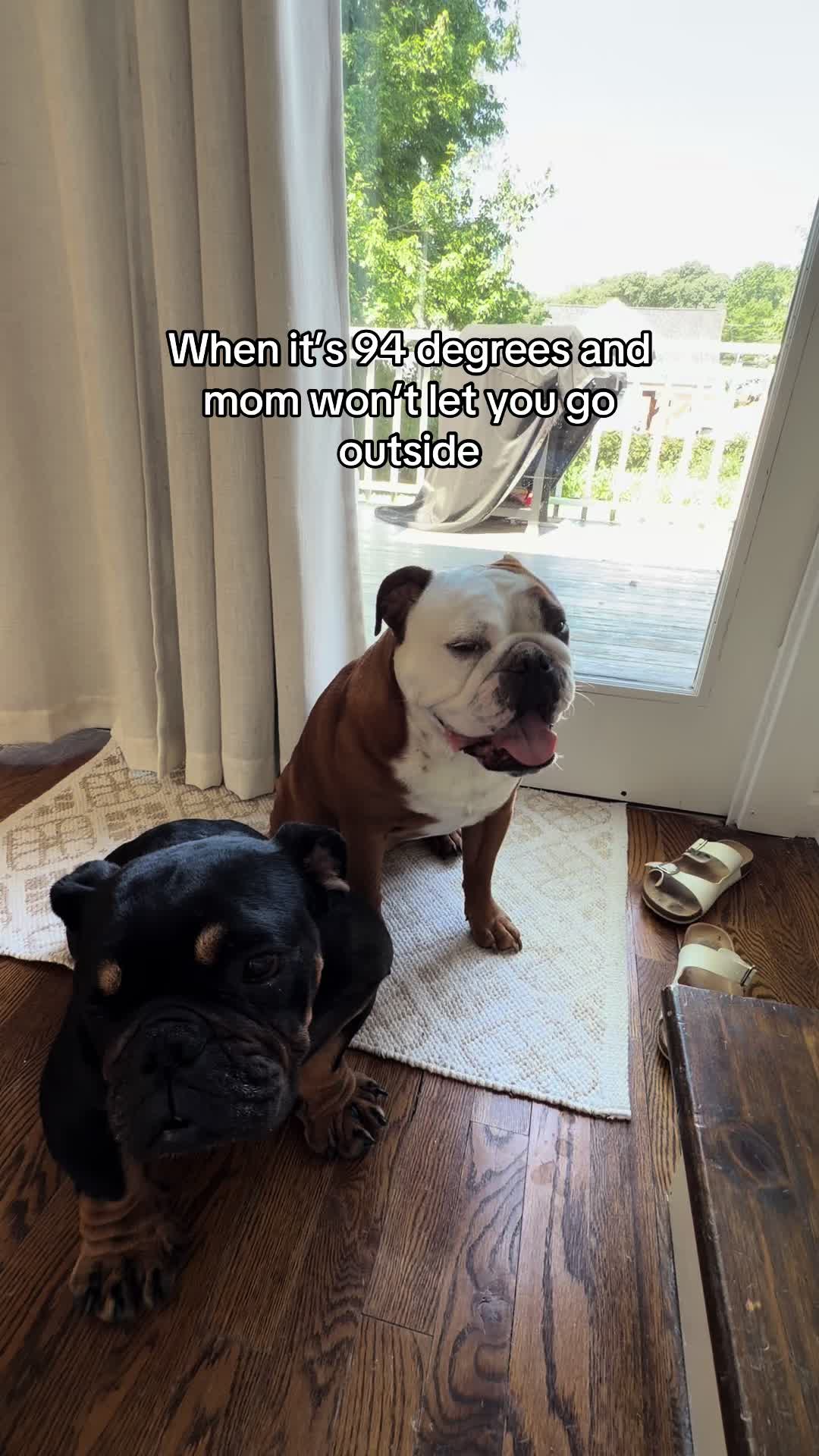 @Poptart The Bulldog