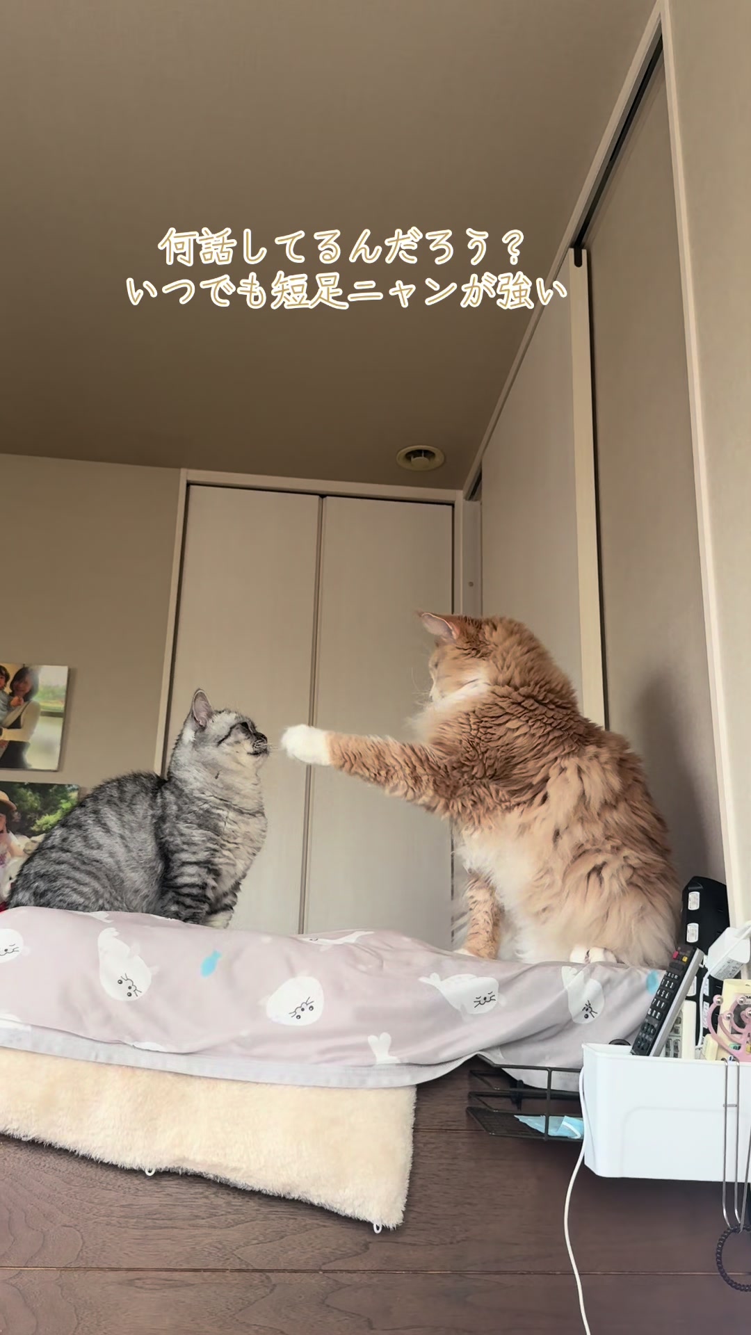 @大福兄弟😽