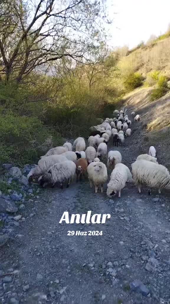 @Erkut Polat