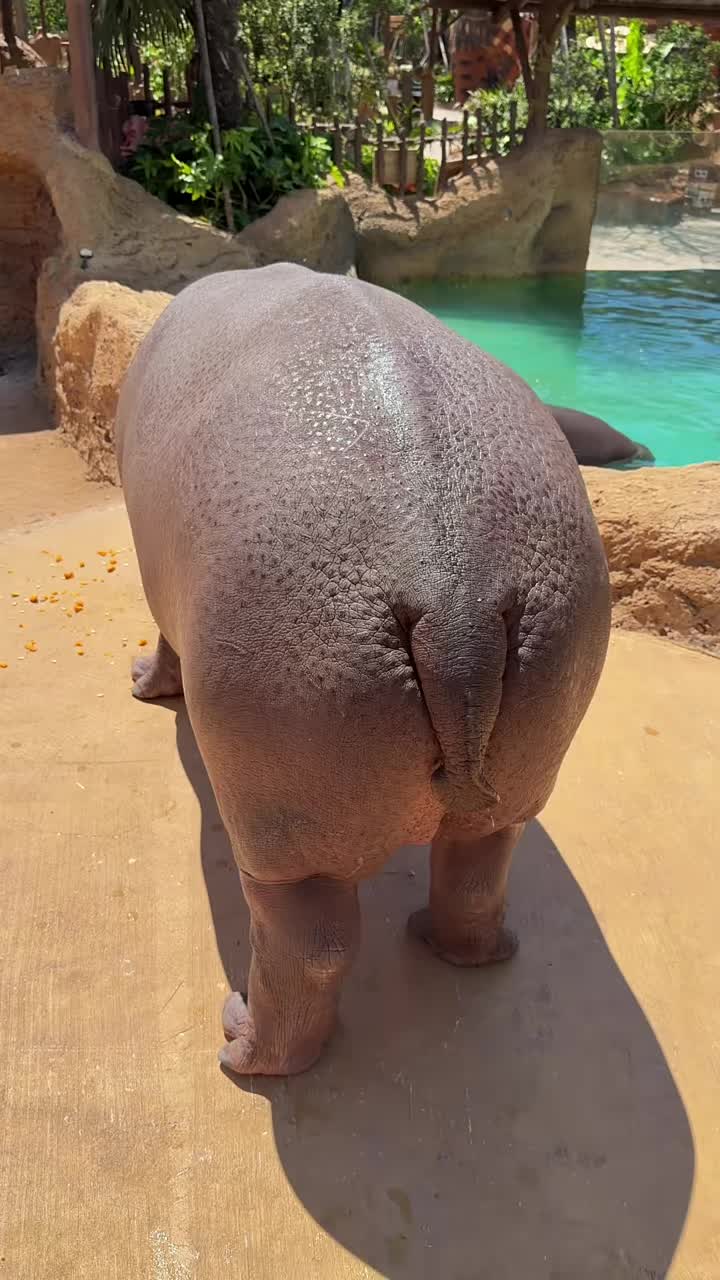 @Hippo
