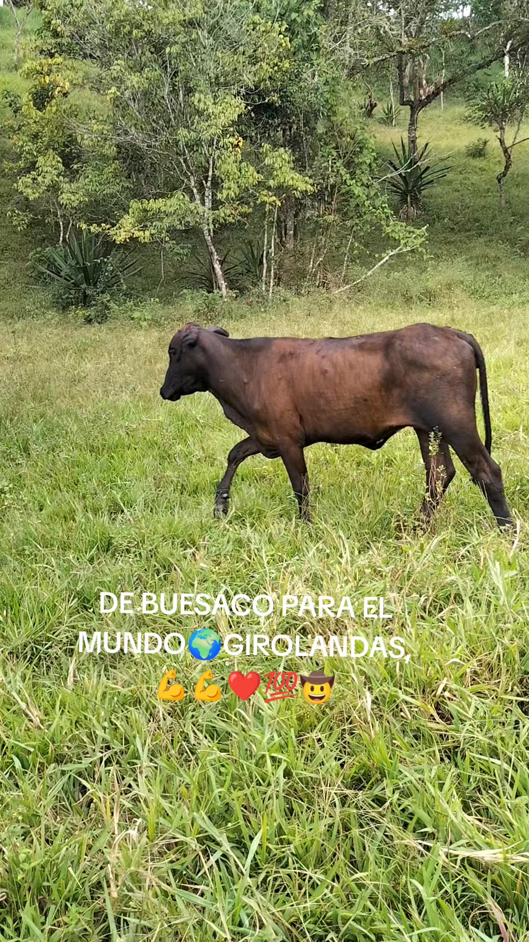 @Paulo Andres Villota Rosero
