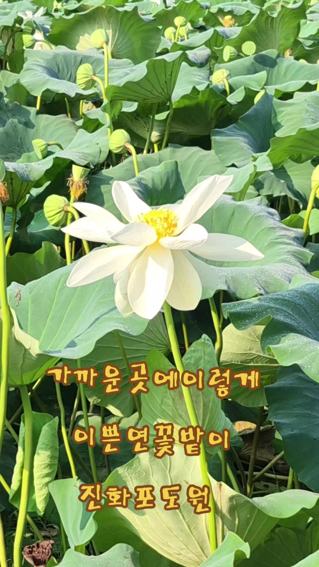 @진화포도원