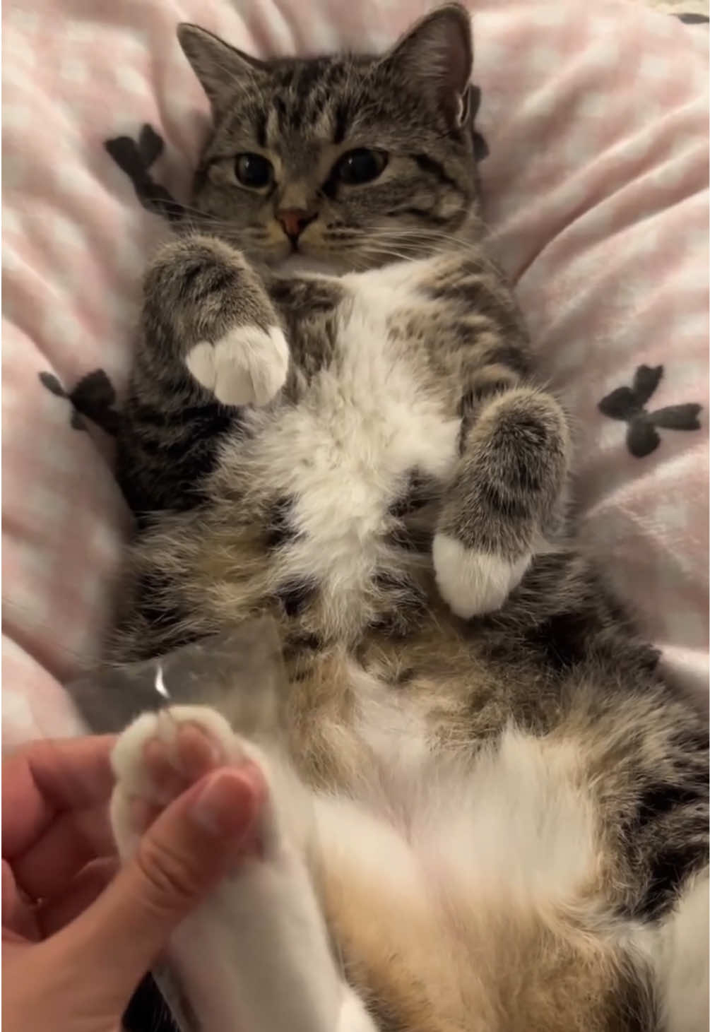 @kloutkittens
