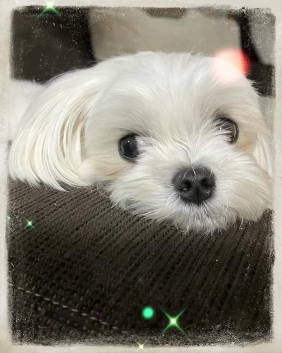 @Yuka🐈&zwj;⬛🩶