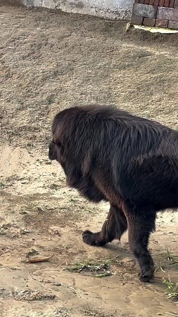 @Kashmiri_Bakrwal_Dog
