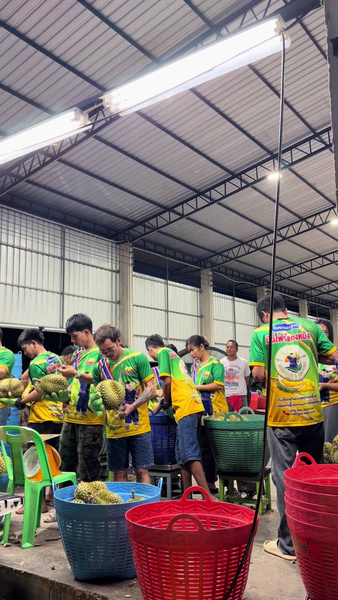 @แผงทุเรียนมินิโฟร์