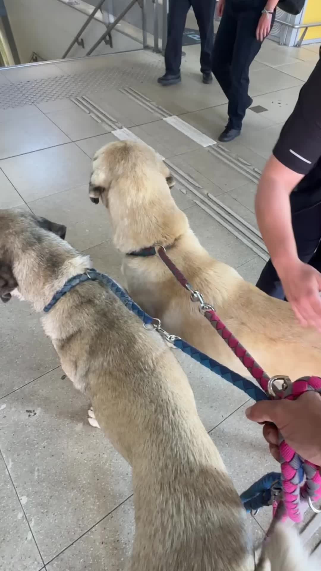 @Purekangal