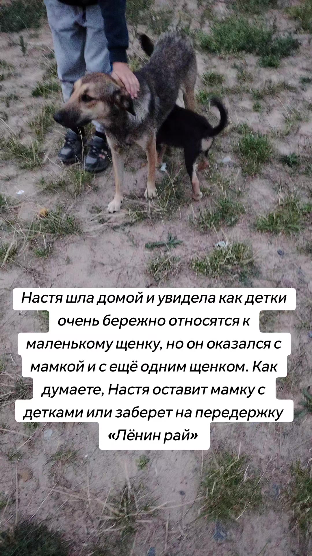@Передержка «Лёнин рай» 🐶🦮