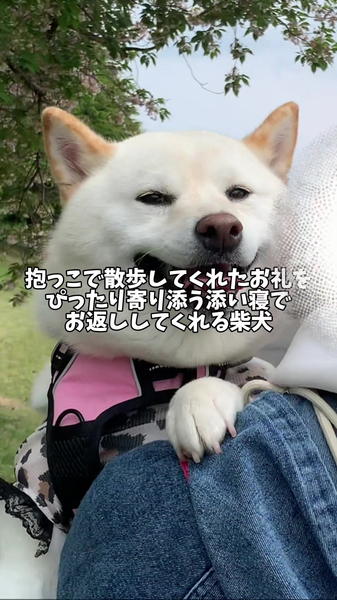 @白柴犬はる🌸