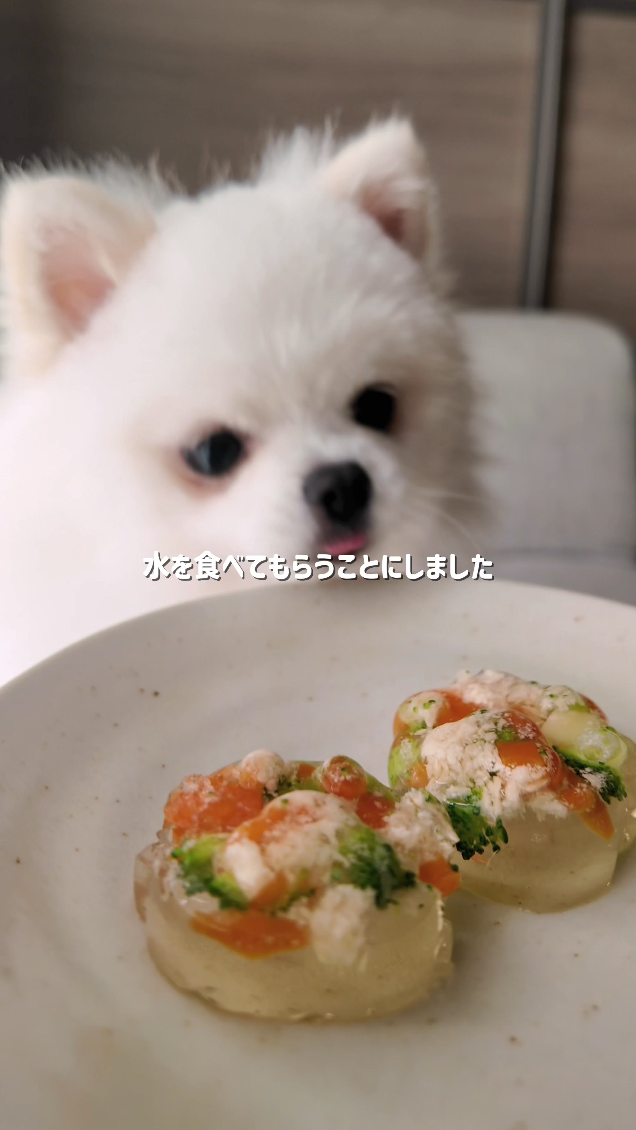 @ポメラニアンのミル🍼