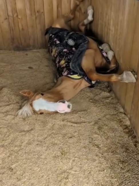 @Horses TikTok